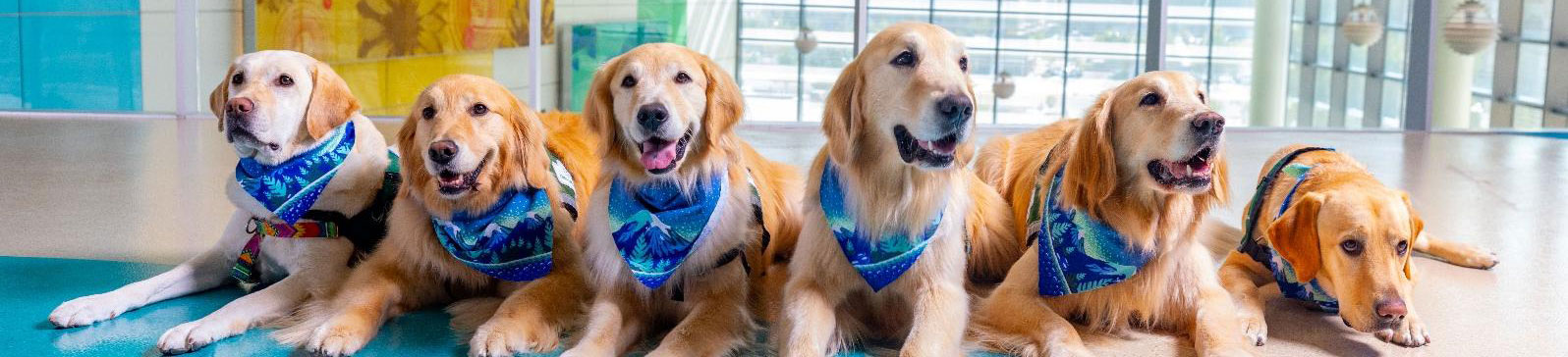 Children's Hospital Therapy Dogs